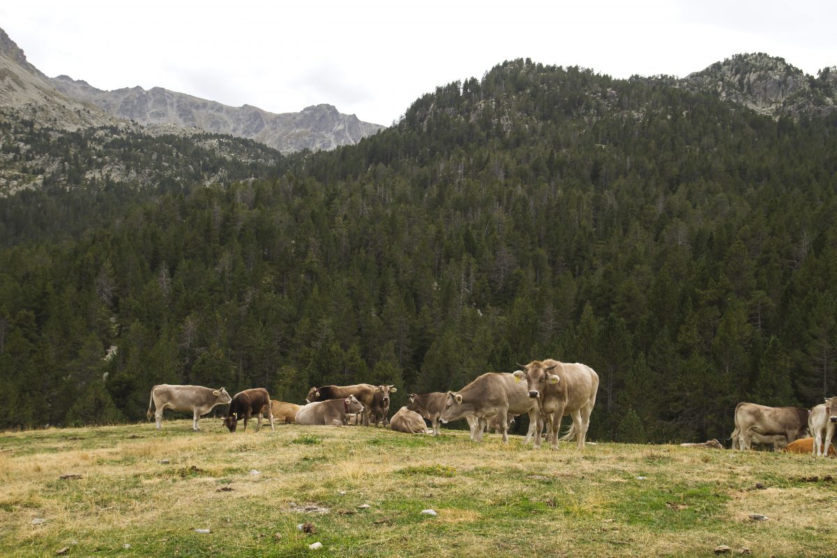A group of cows in the mountains
