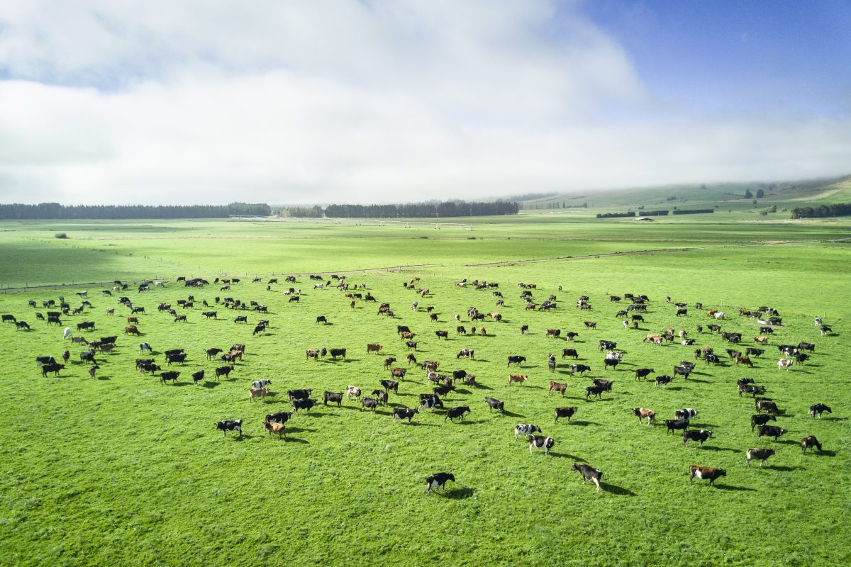 Aerial view of cattle in New Zealand countryside on the South Island